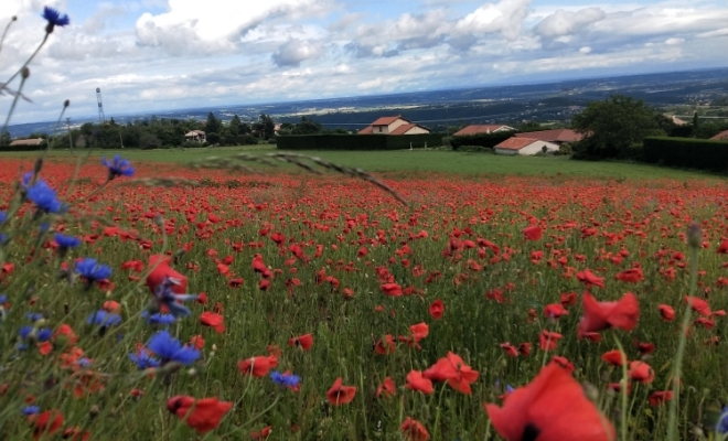 champs de coquelicot emblématique de la commune de La Chapelle-Villars